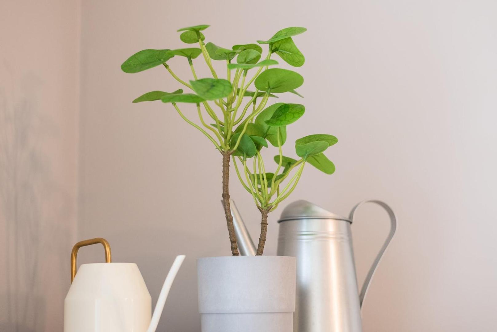 Guestready - Miragaia Green Porto Eksteriør bilde